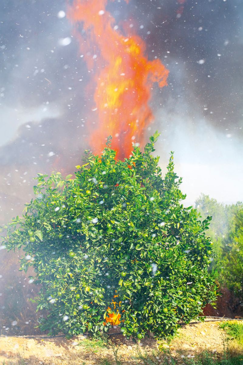 © Ricardo Cases - Image from the El Porqué de las Naranjas (The mechanics of chaos) photography project