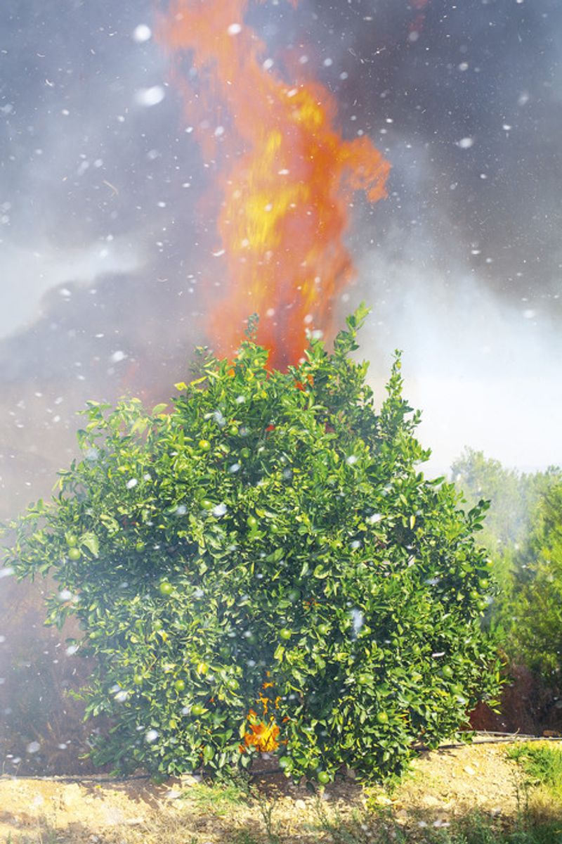 © Ricardo Cases - Image from the El Porqué de las Naranjas (The mechanics of chaos) photography project