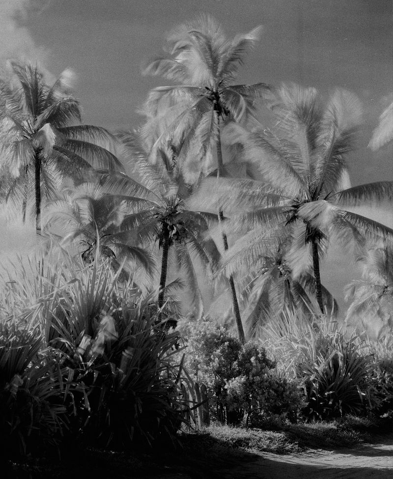 © Yan Miranda Mayer - Image from the Reverie Rebirth photography project