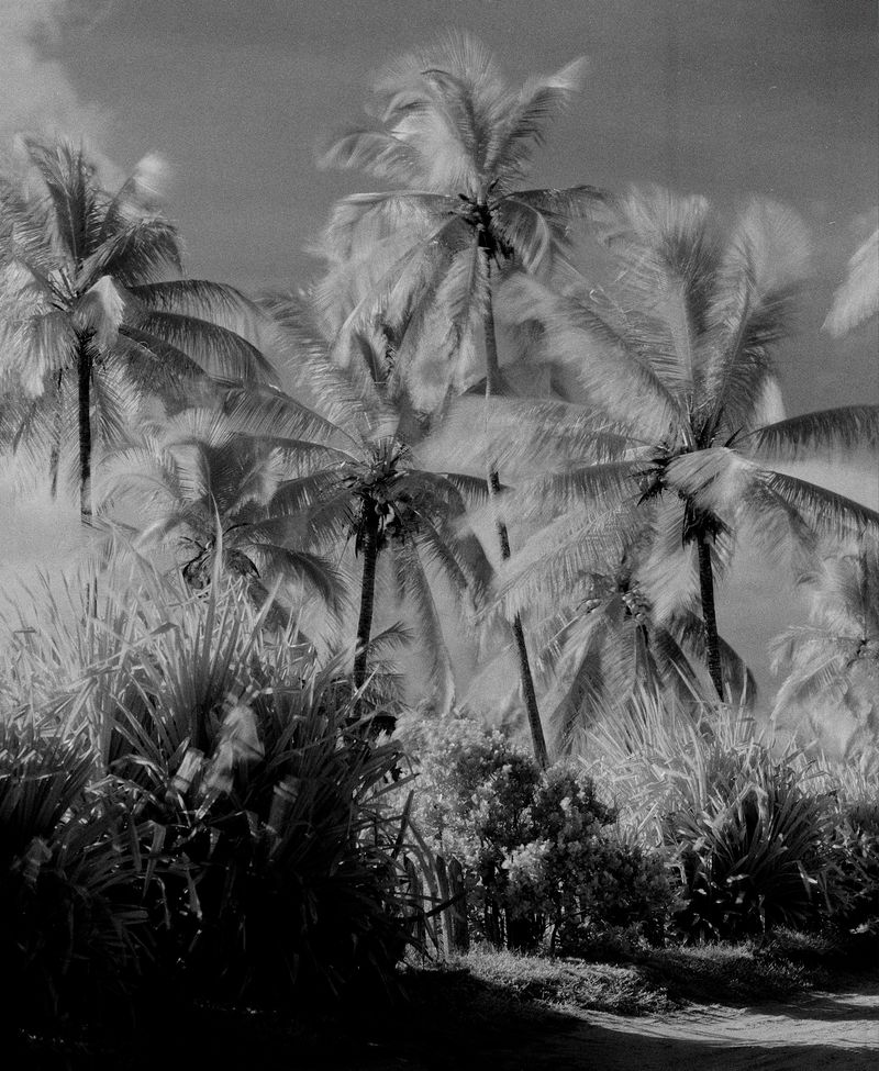 © Yan Miranda Mayer - Image from the Reverie Rebirth photography project