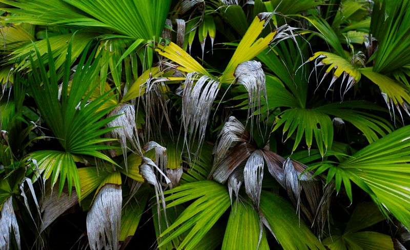 © Yan Miranda Mayer - Image from the Reverie Rebirth photography project