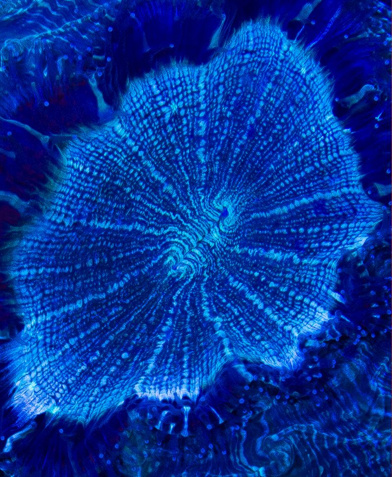 © Yan Miranda Mayer - Image from the Reverie Rebirth photography project