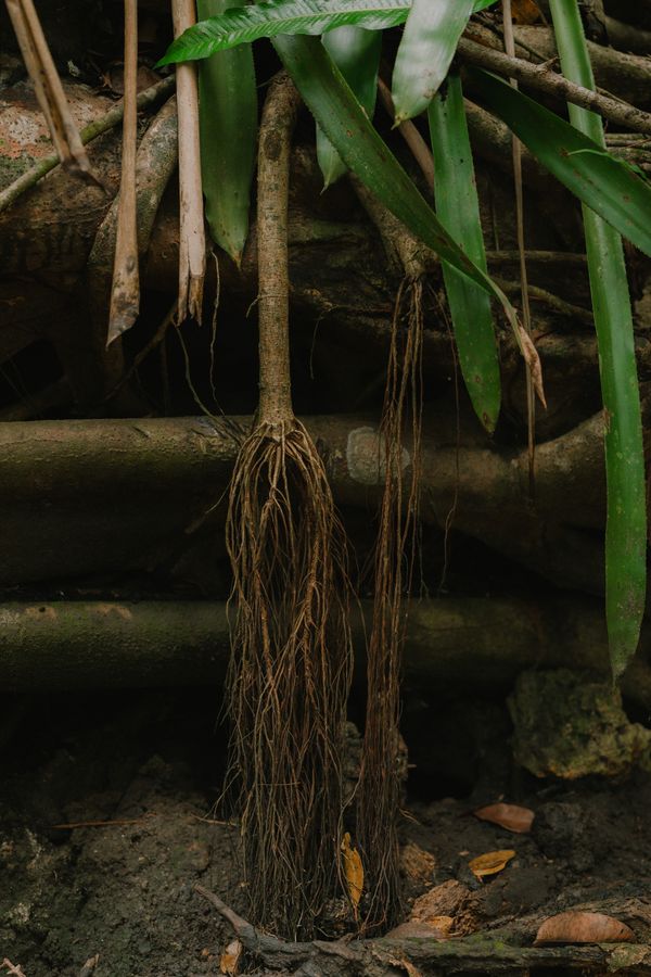 © RaÏssa Bibrac - Roots