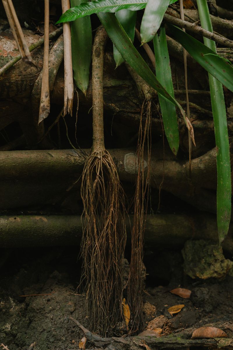 © RaÏssa Bibrac - Roots