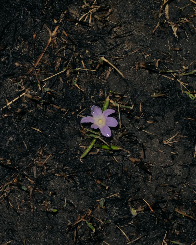 © Moa Linnea Matilda Nyberg - Image from the Seemingly Sound photography project