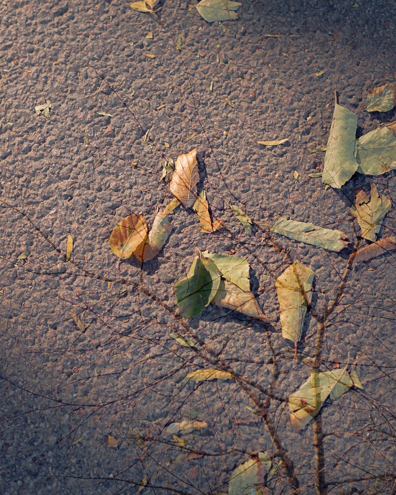 © Moa Linnea Matilda Nyberg - Image from the Four Weeks A Year photography project