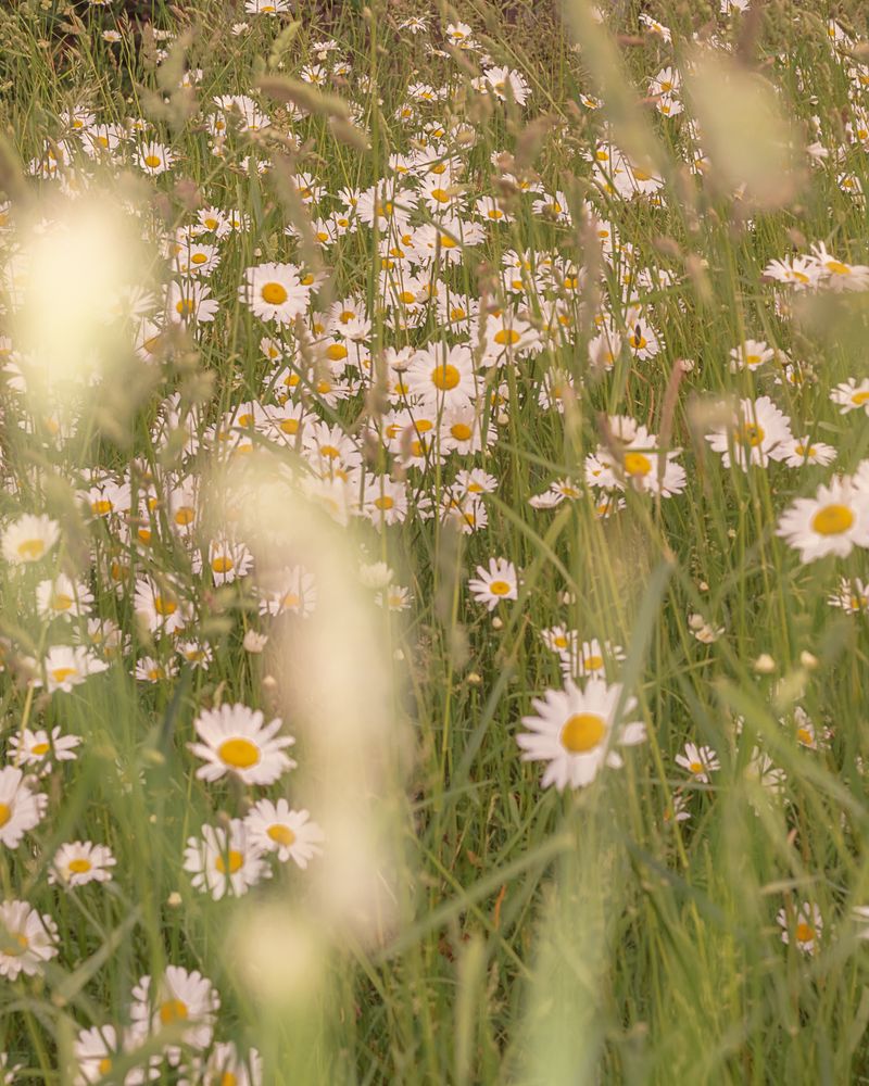 © Moa Linnea Matilda Nyberg - Image from the Four Weeks A Year photography project