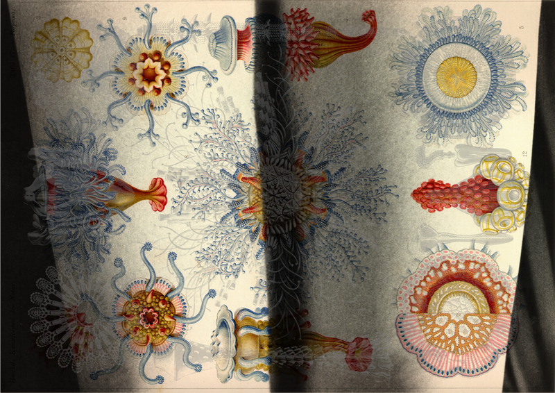 © Tatiana Parcero - © Tatiana Parcero, Universus #24, 2014-15