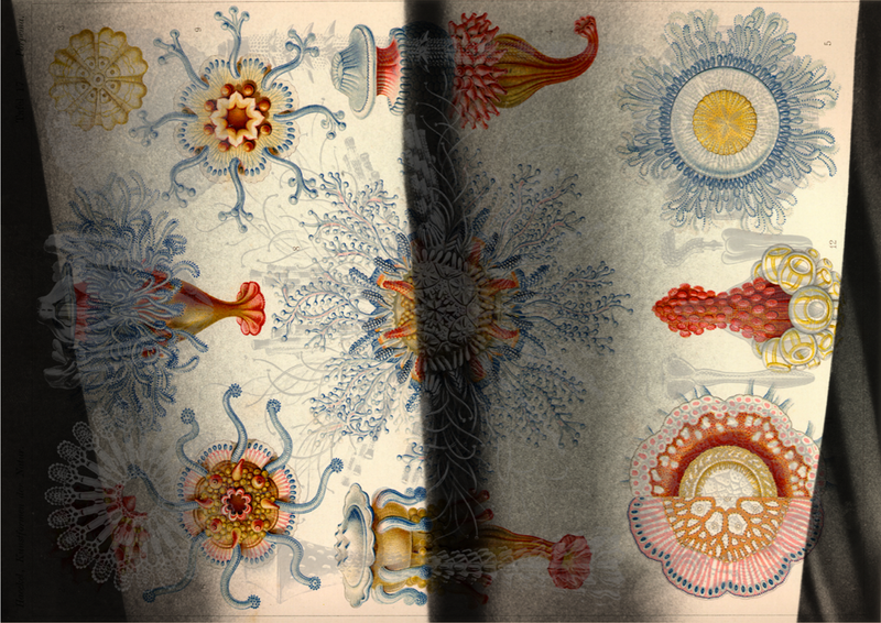 © Tatiana Parcero - © Tatiana Parcero, Universus #24, 2014-15