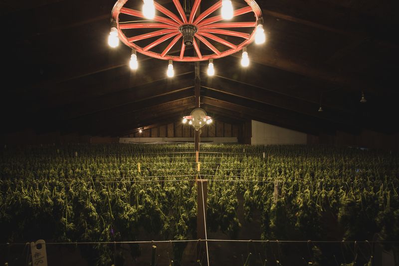 © Steef Fleur - Humboldt, California. The harvest hanging to dry, hidden, in a room full of vans and dehumidifiers.