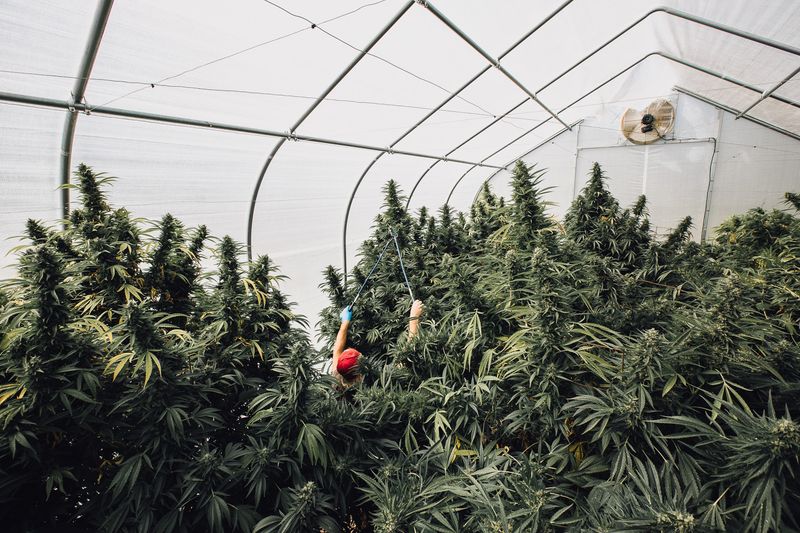 © Steef Fleur - Humboldt County, California. Harvest season.