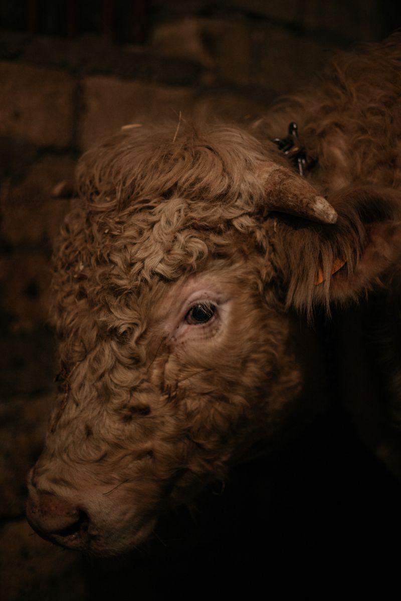 © roselena ramistella - Image from the Deep Land photography project