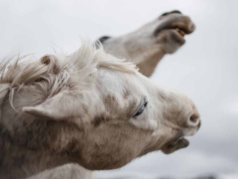 © roselena ramistella - Gray horses fighting during the mating season