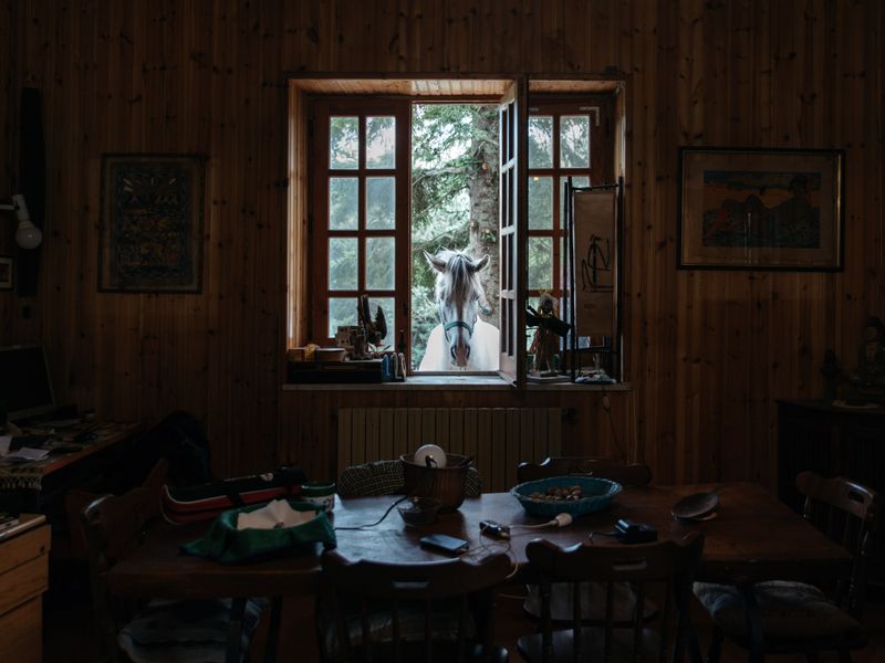 © roselena ramistella - Gray horse looking for food Many families live close contact with the animals that they circulate freely within the home