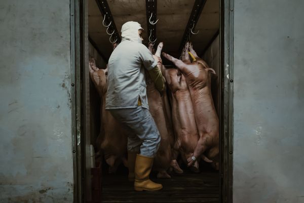 © Felipe Barrera - Image from the Colombian butchers photography project