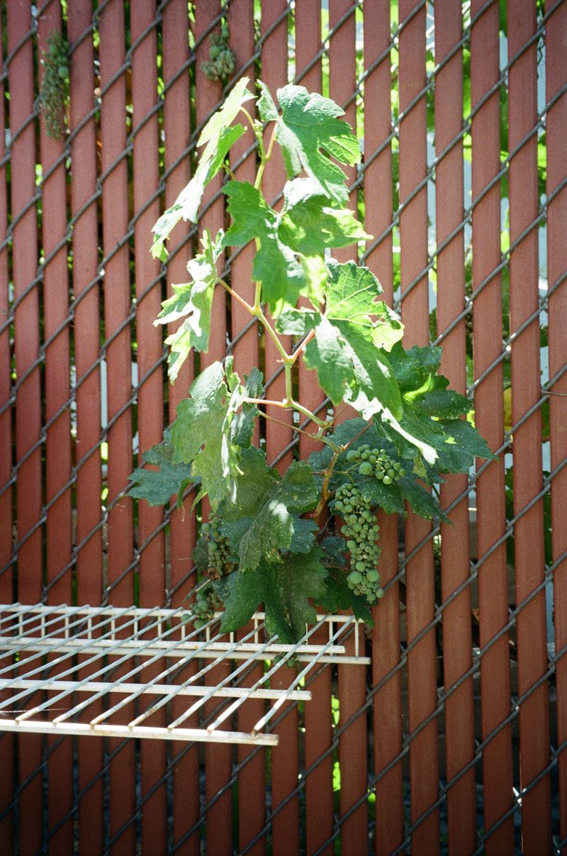 © Lynse Cooper - Untitled (Backyard Fence), 2022