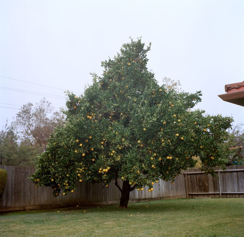 © Lynse Cooper - Orange Tree in Fall, 2021