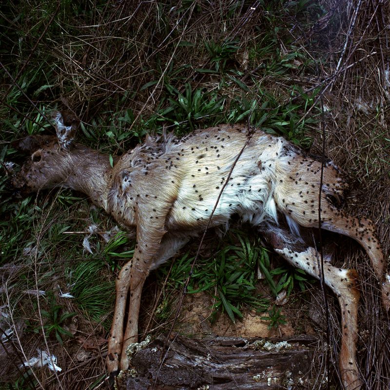 © Kate Fowler - Image from the Nitro photography project