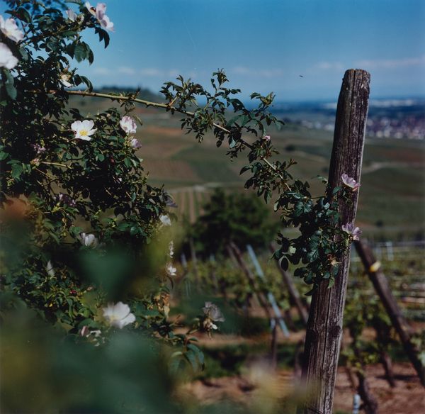 © Martin Hassid - Image from the Our land is everything to us photography project