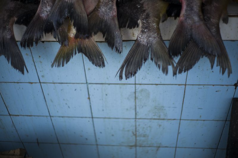 © Raphael Alves - Tambaqui fish is seen in a market in Iranduba, Amazonas Brazil, on June, 26th, 2016.