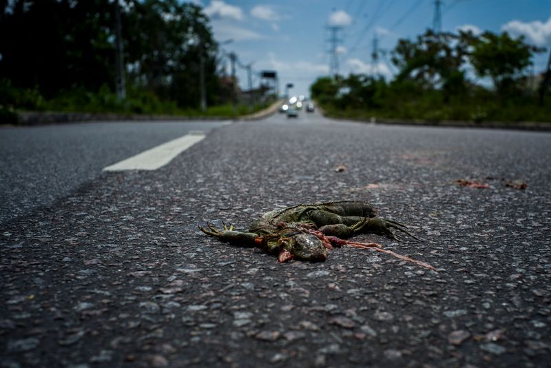 © Raphael Alves - Image from the Humid(c)ity photography project