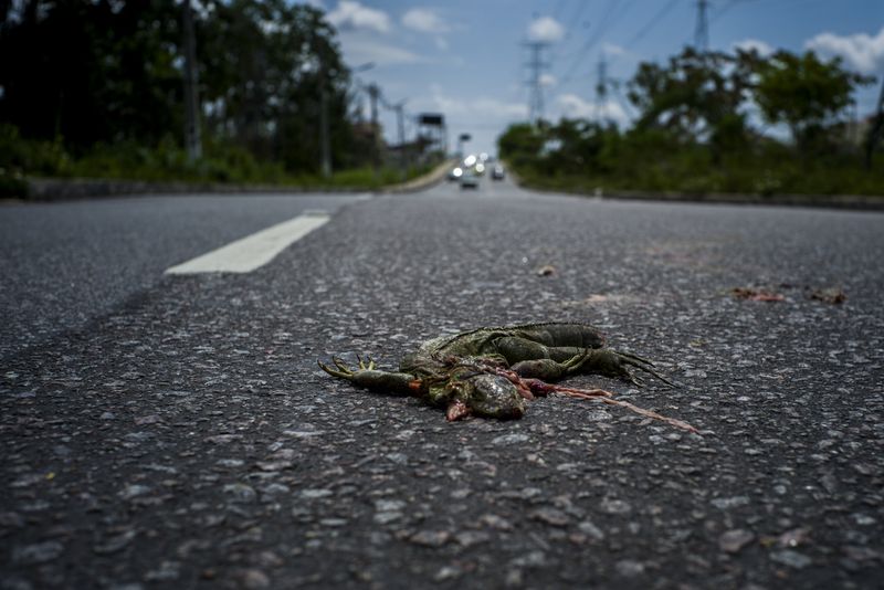 © Raphael Alves - Image from the Humid(c)ity photography project
