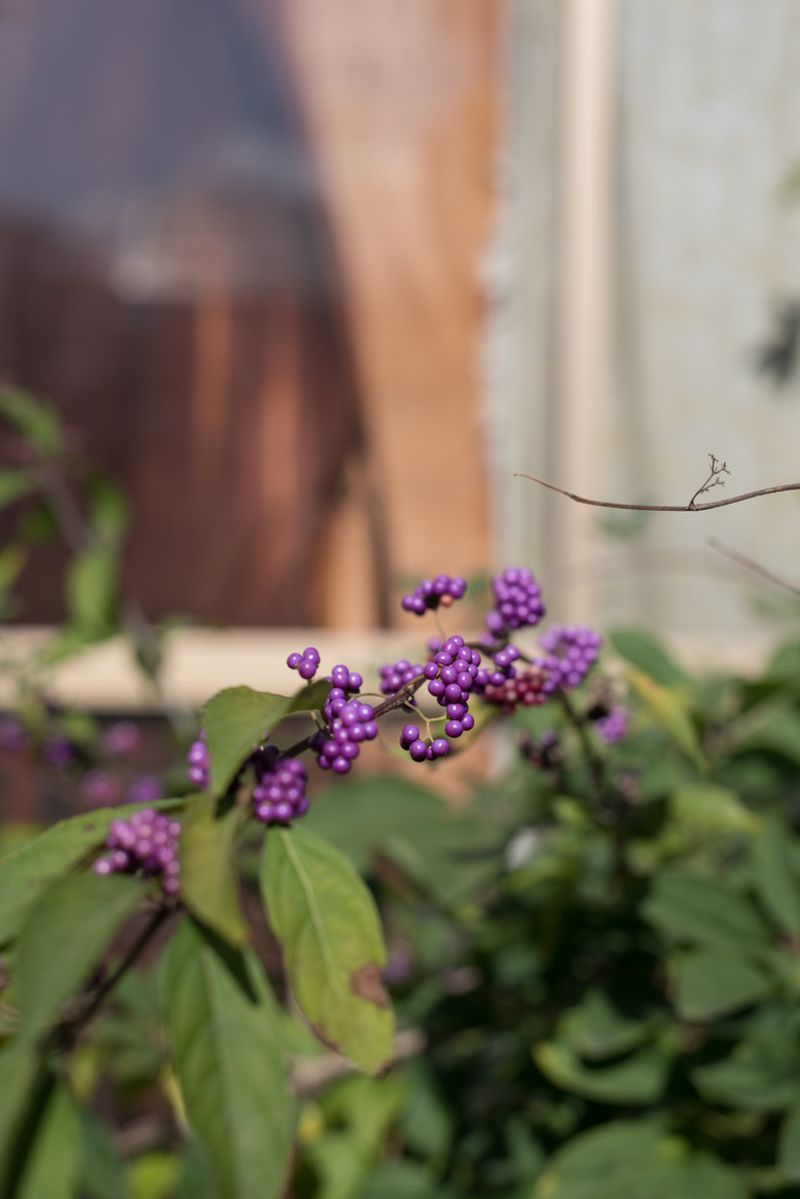 © Alessandra Carosi - Hidden beauty