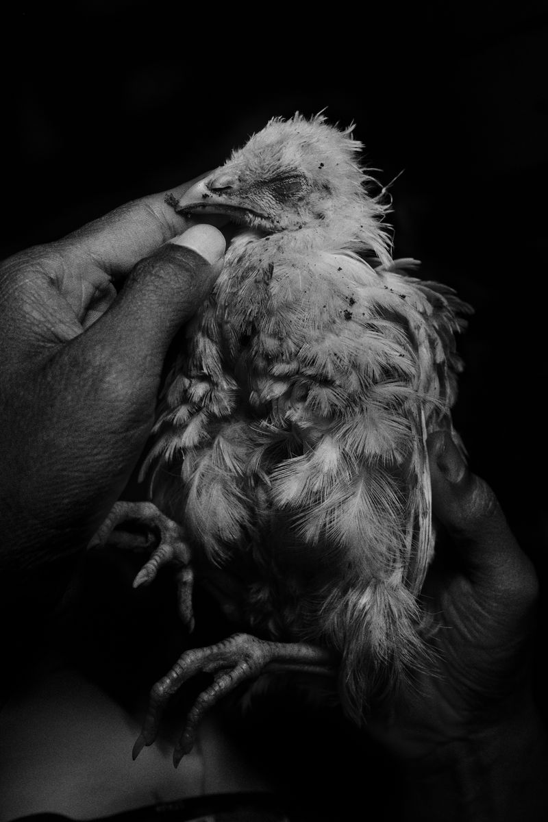 © Scott Typaldos - Image from the BUTTERFLIES / CHAPTER 4 photography project