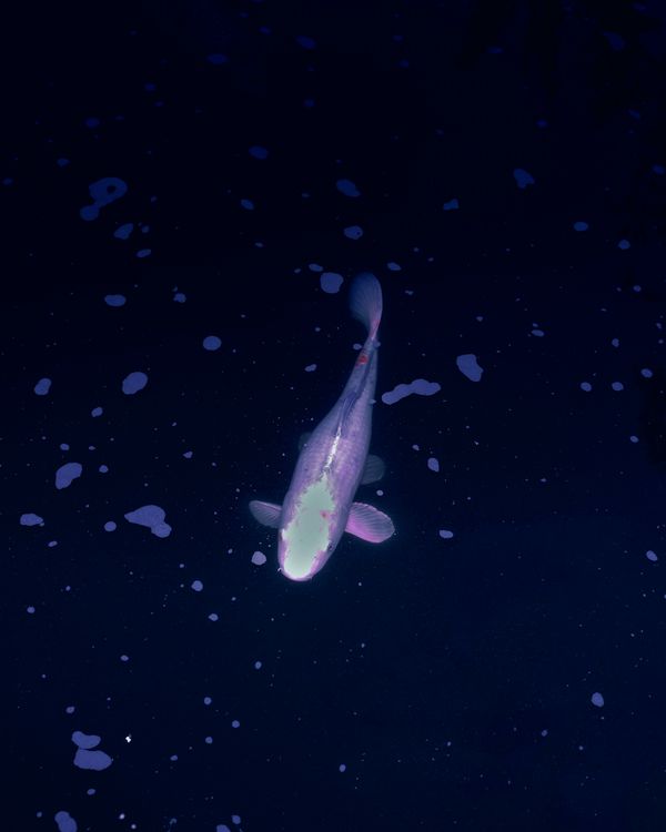 © Marinos Tsagkarakis - Image from the Strawberry Blue photography project