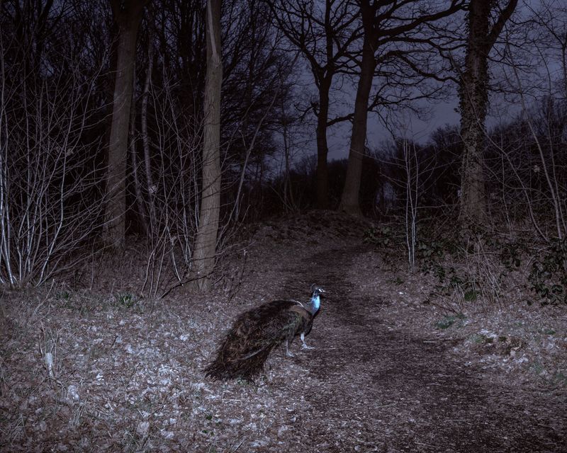 © Marinos Tsagkarakis - Image from the Strawberry Blue photography project