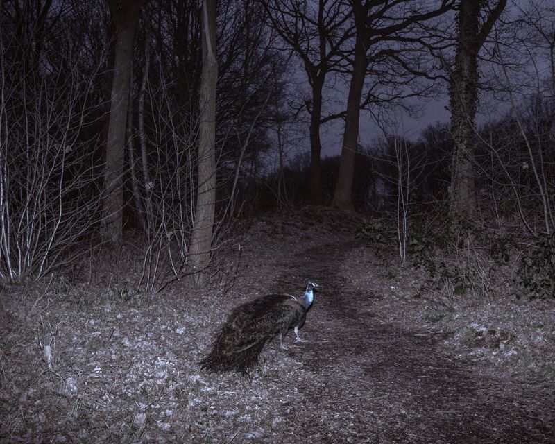 © Marinos Tsagkarakis - Image from the Strawberry Blue photography project