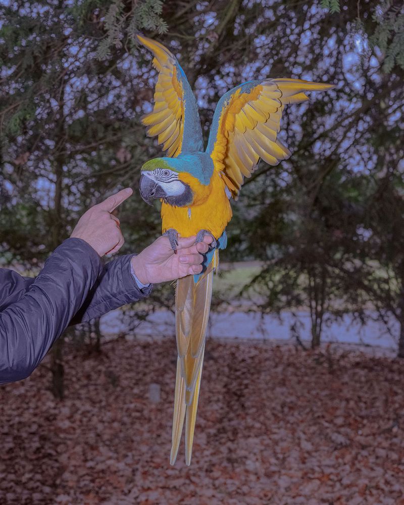 © Marinos Tsagkarakis - Image from the Strawberry Blue photography project