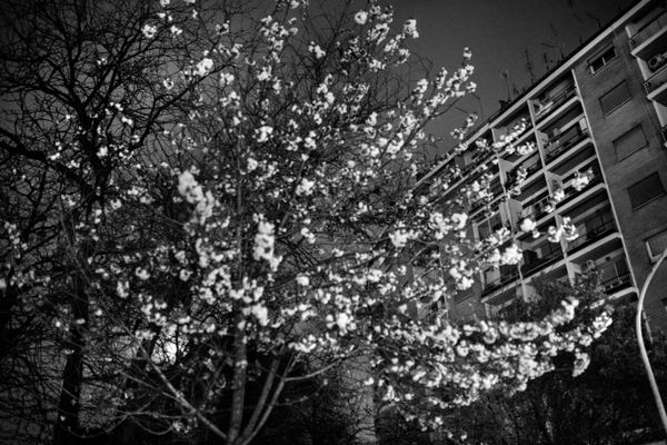 © Gianluca Abblasio - 2015 Rome - Italy. cherry blossoms near the home of dario