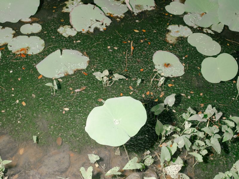 © Reza Saifullah - Lotus leaves in Aceh city park, 2023.