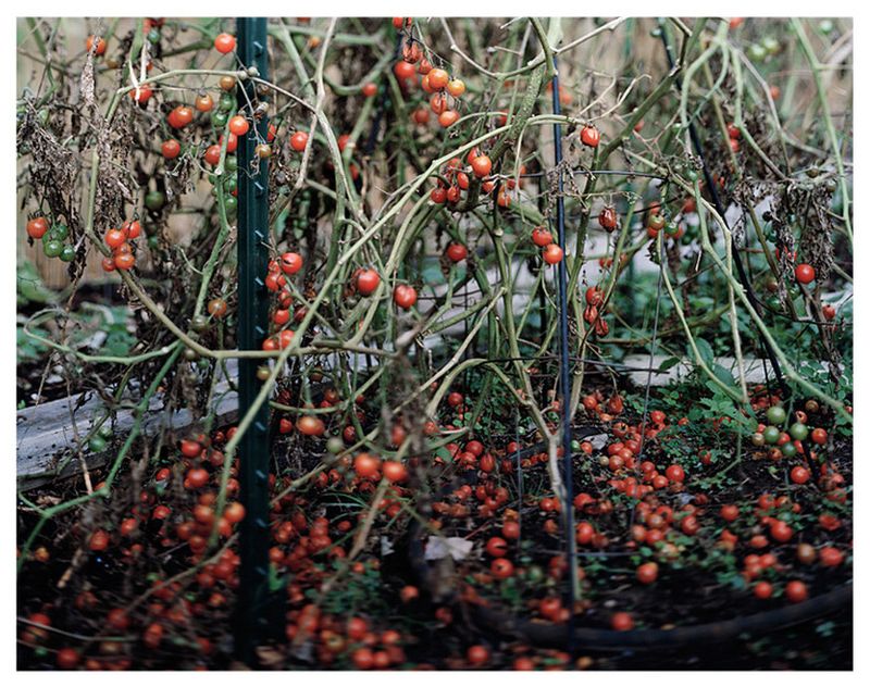 © Katie Swietlik - Image from the The Nature of Eating photography project