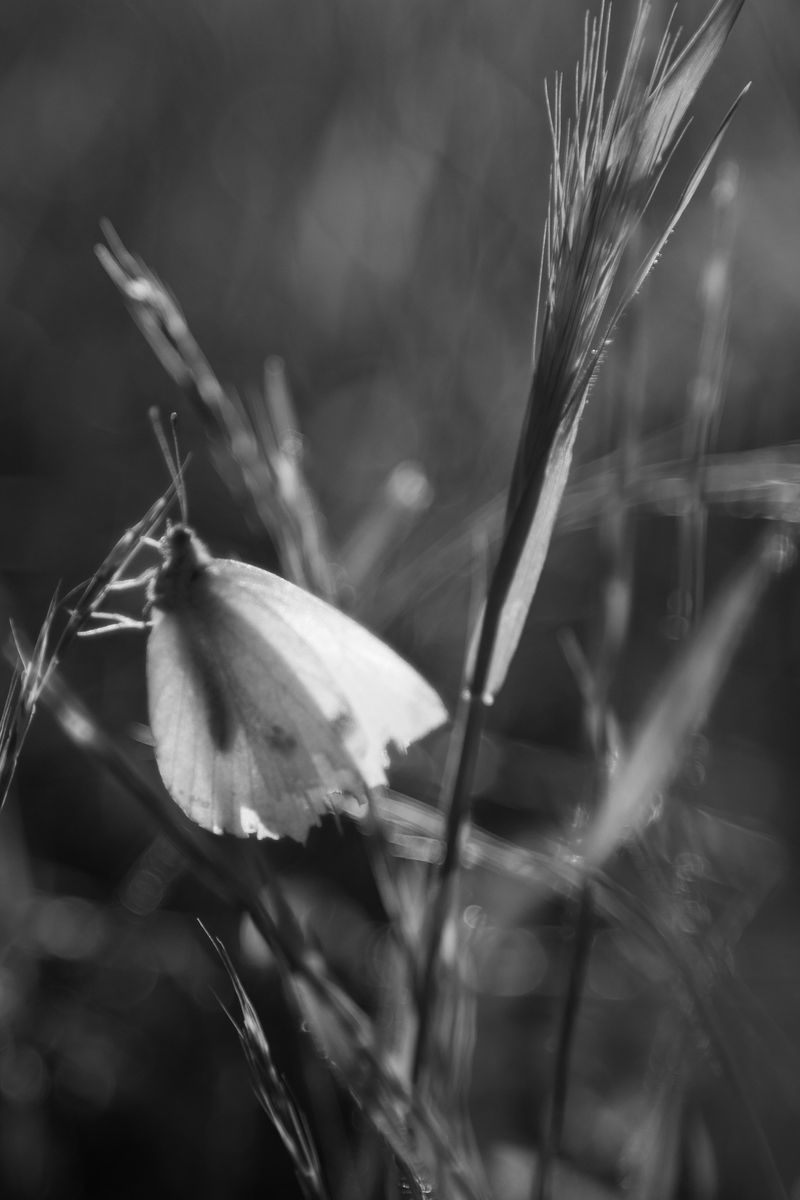 © Sara Sepulcri - Image from the THE MUSIC OF BUTTERFLY WINGS photography project
