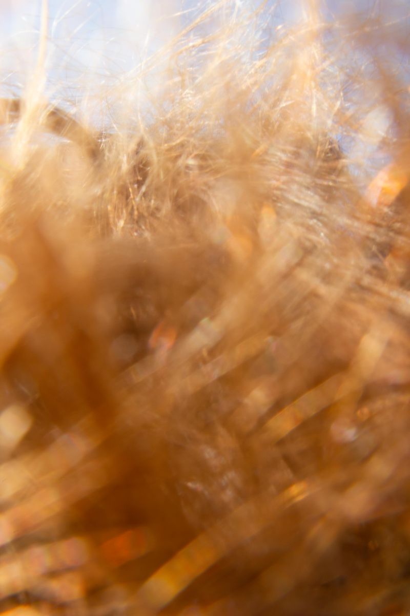 © Sara Sepulcri - Image from the THE MUSIC OF BUTTERFLY WINGS photography project