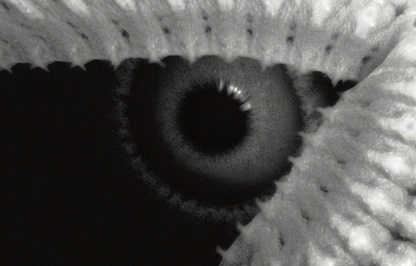© Sara Sepulcri - Image from the Eco-Morphosis: The Evolution of Language and Body photography project