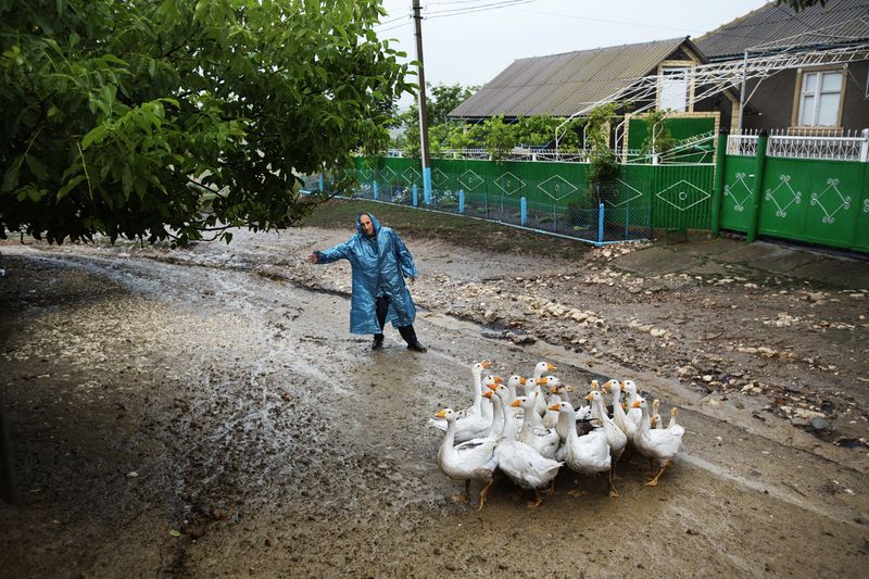© Alessandro Vincenzi - Moldova. Beshalma, Gagauzia - July 2017A man under heavy rain is trying to direct his geese to their home.