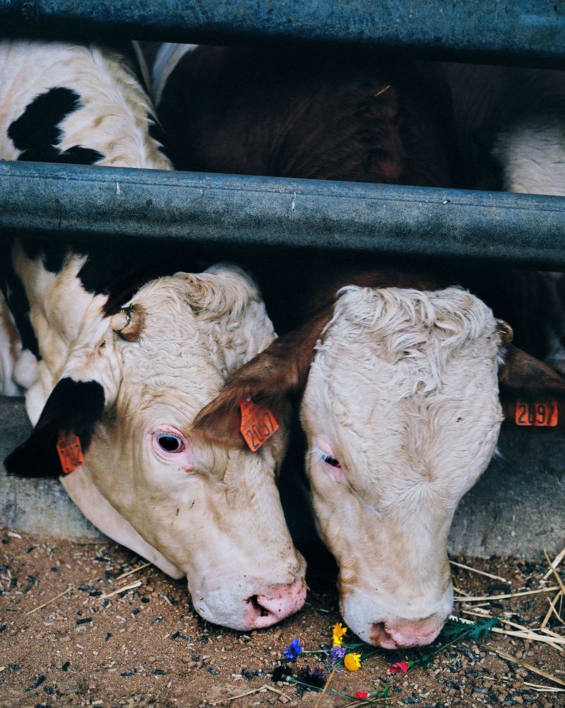 © Chauvin Guillaume - Image from the France contée photography project