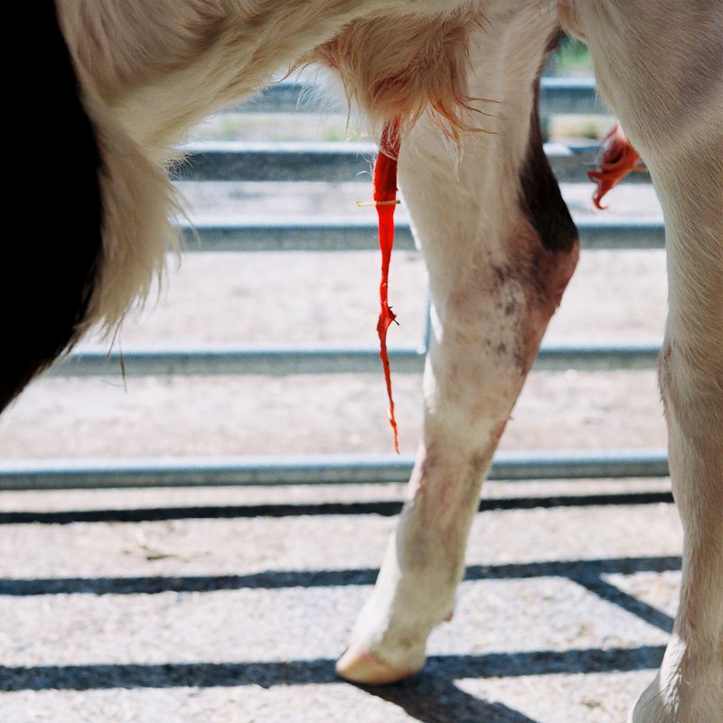 © Chauvin Guillaume - Image from the France contée photography project