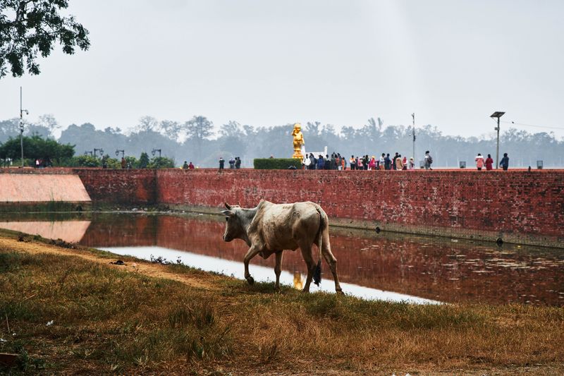 © tibhesh - A stray cow is walking as pilgrims are behind on the walkway to Mayadevi Temple.