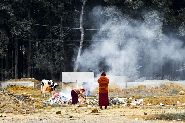 © tibhesh - Two Monks disposing and burning garbage accompanied by two stray cows in Lumbini, near Singapore Monastery.