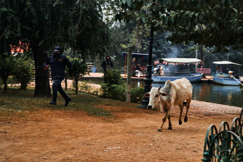 © tibhesh - A stray cow is being chased away from an Eternal Peace Flame by a Nepali police person.
