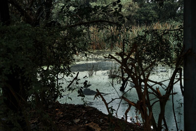 © tibhesh - A swamp inside the Lumbini Area.