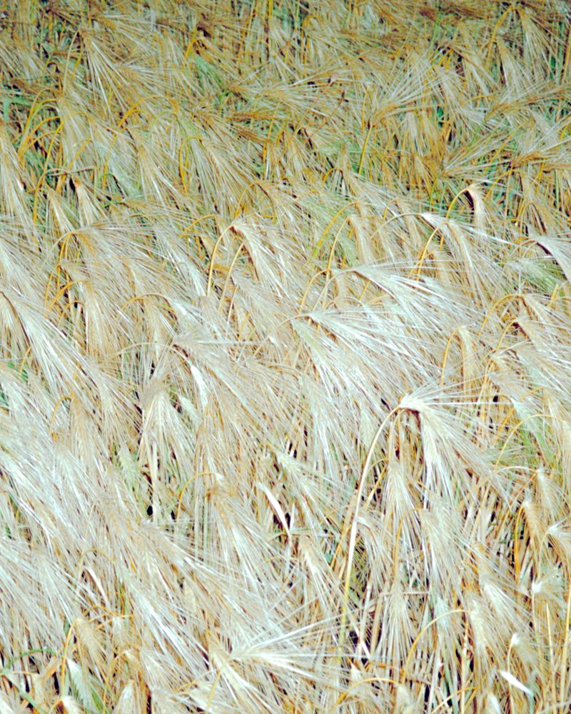 © Giorgia De Bortoli - Image from the BILE photography project