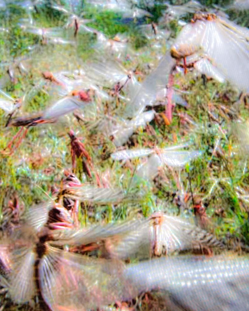 © Giorgia De Bortoli - Image from the BILE photography project