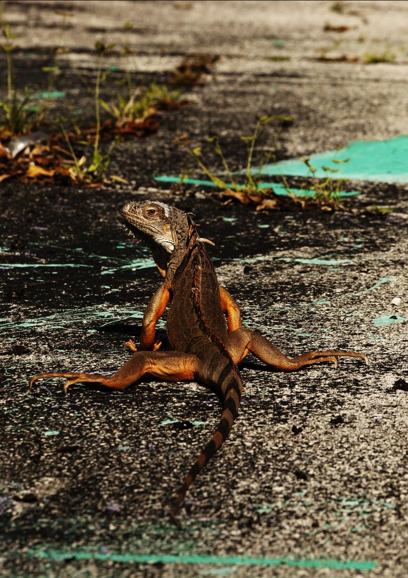 © Anne Morgenstern - Image from the Sunset Sour photography project