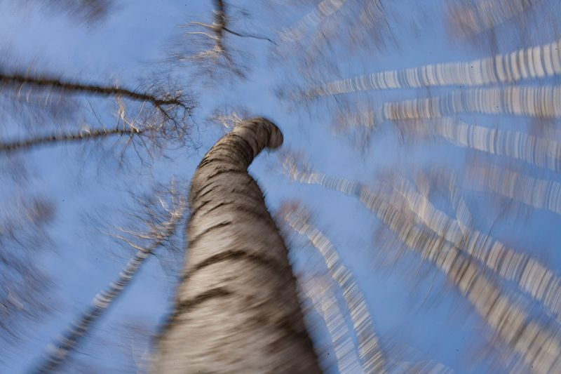 © Viacheslav Kabanov - Image from the forest photography project