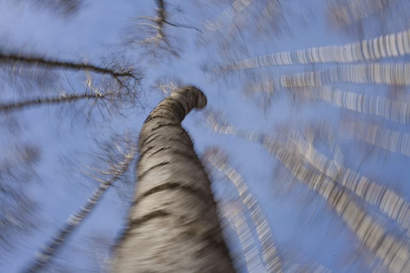 © Viacheslav Kabanov - Image from the forest photography project